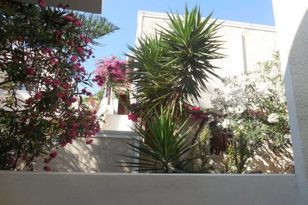 All inclusive Dolphins - Santorini -  - Griekenland
