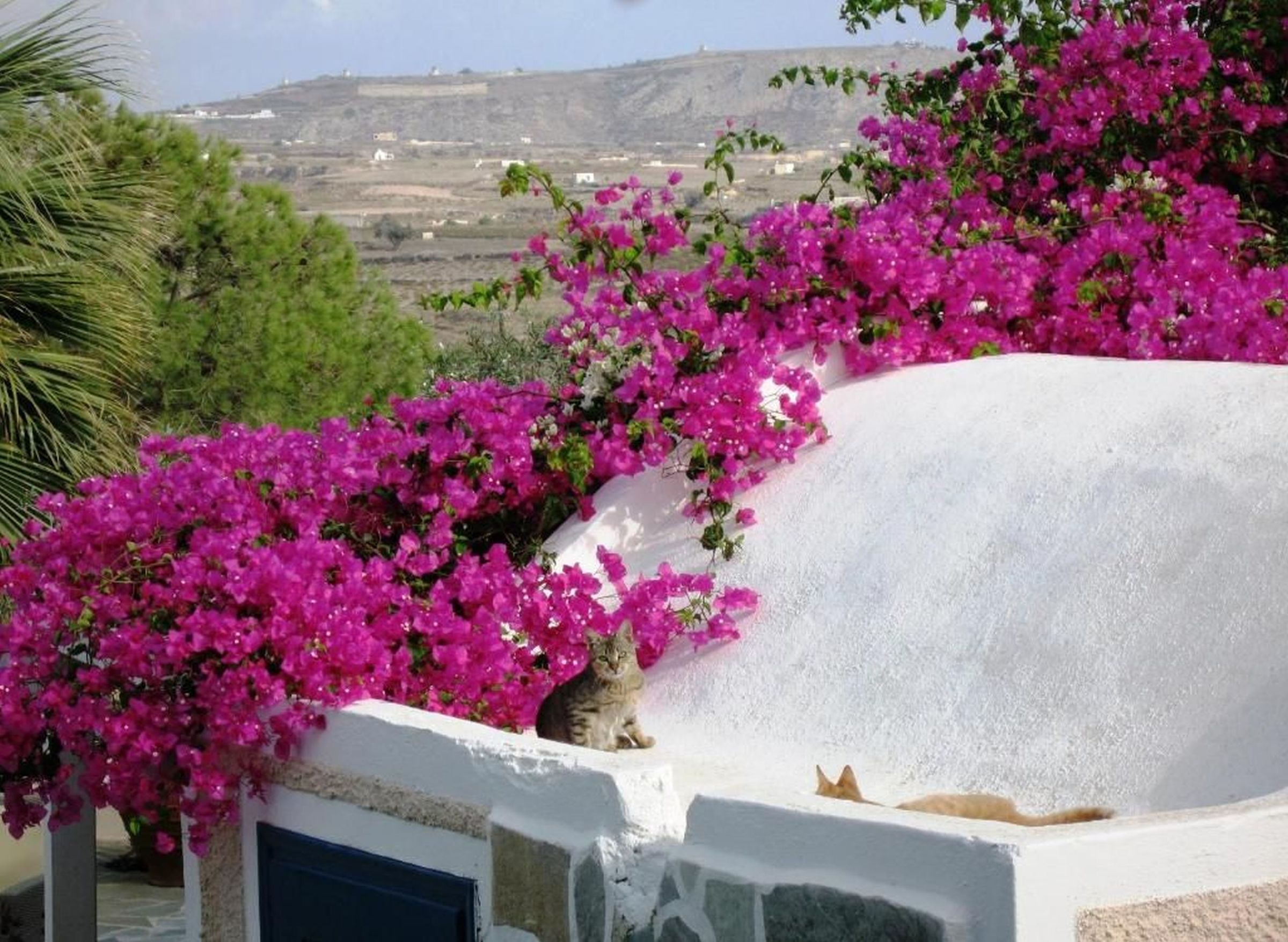 All inclusive Paradise Resort - Akrotiri - - Griekenland