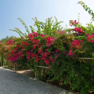 All inclusive Stella Bay - Kokkari - - Griekenland