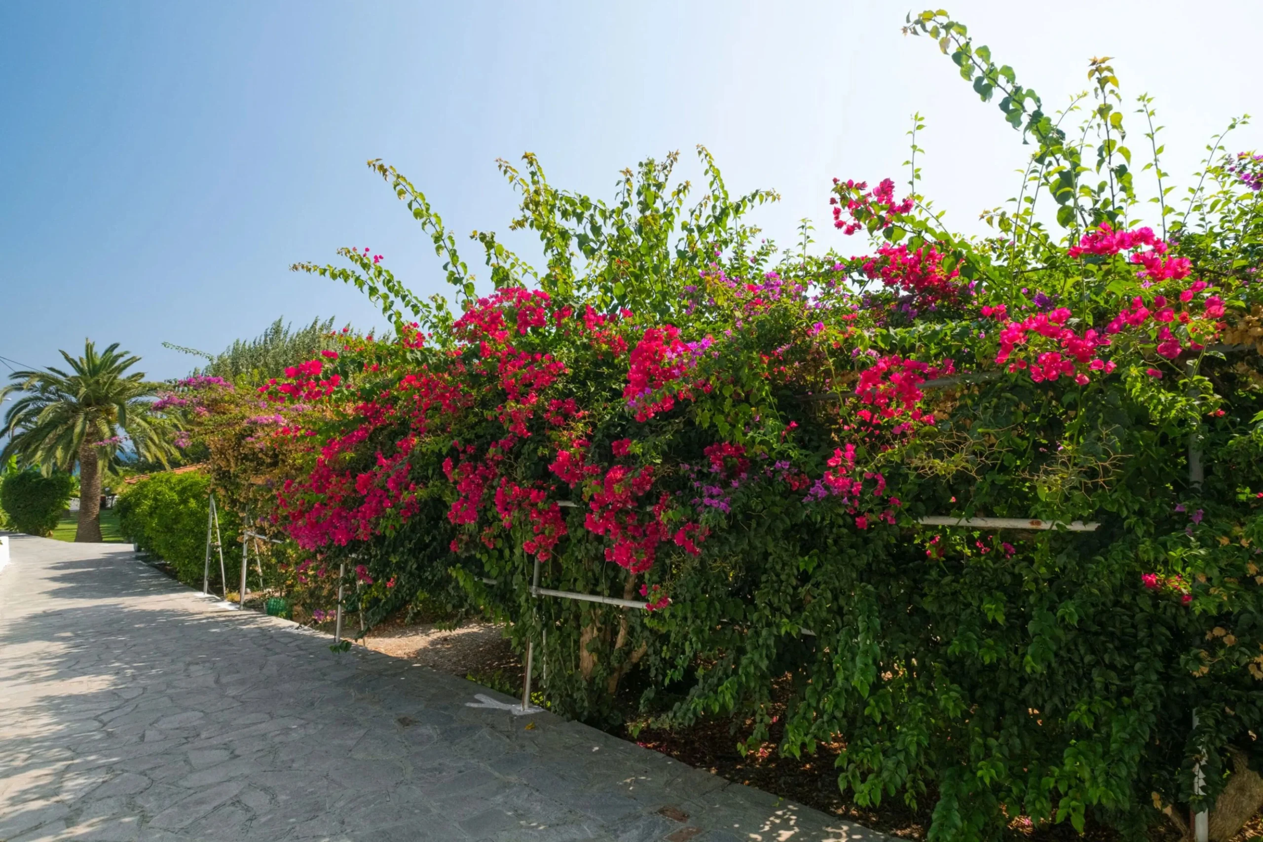 All inclusive Stella Bay - Kokkari - - Griekenland